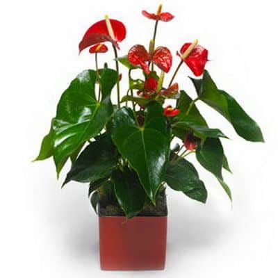 Anthurium