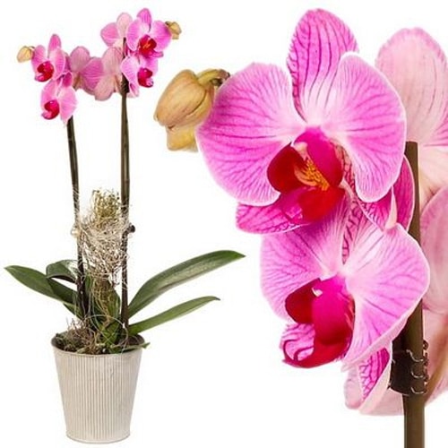 phalaenopsis