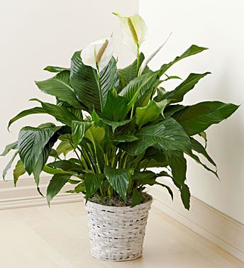 spathiphyllum