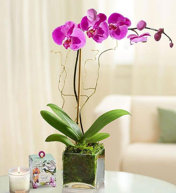 Phalaenopsis