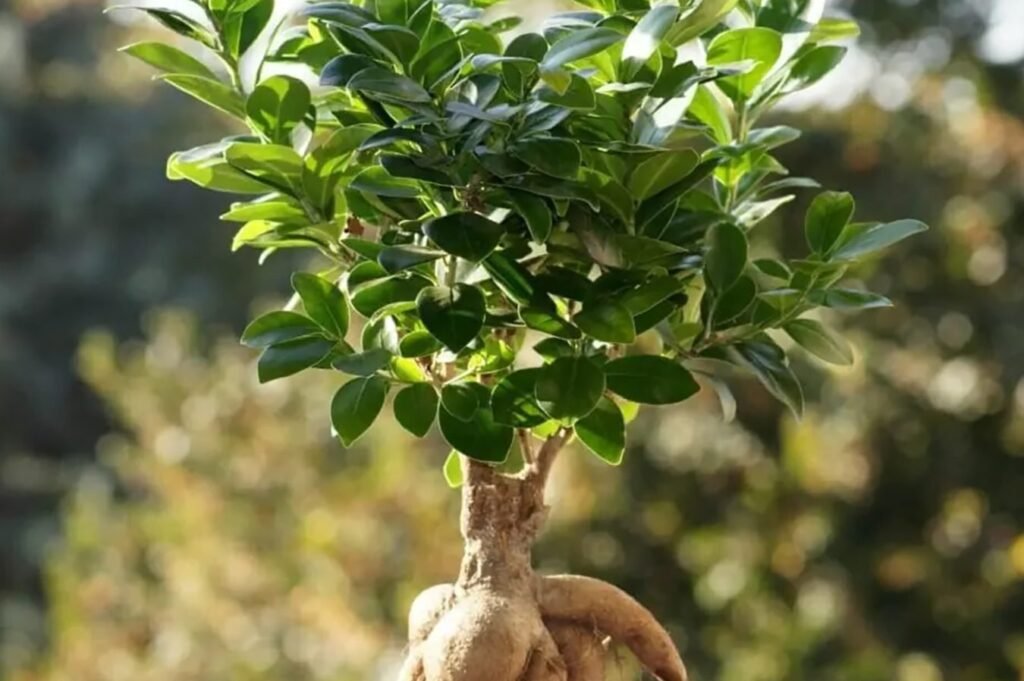 10-uobicajenih-uzroka-zutog-lisca-na-biljkama-Ficus-Ginseng