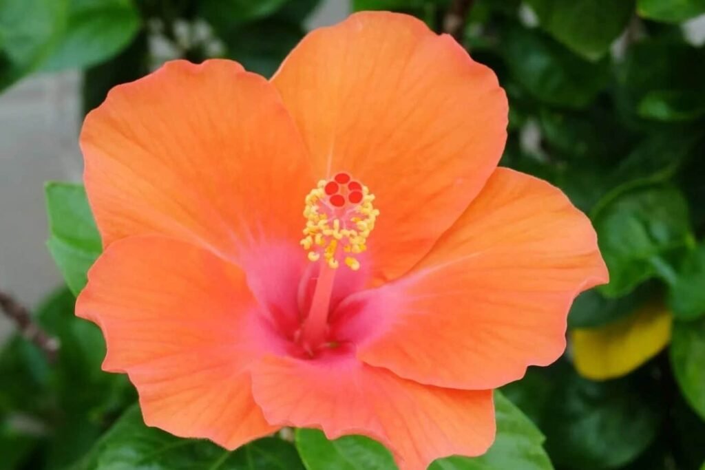 12-prelepih-vrsta-narandzastog-cveca-hibiskusa