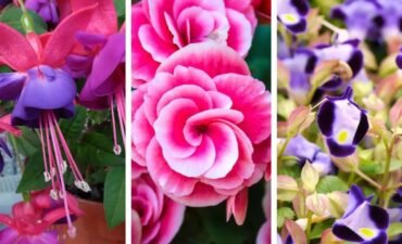 30-najboljih-vrsta-jednogodisnjih-biljaka-za-senku 30-najboljih-vrsta-jednogodisnjih-biljaka-za-senku