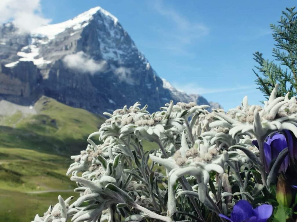 Alpska-zvezda-i-njena-kulturna-tapiserija-znacenja