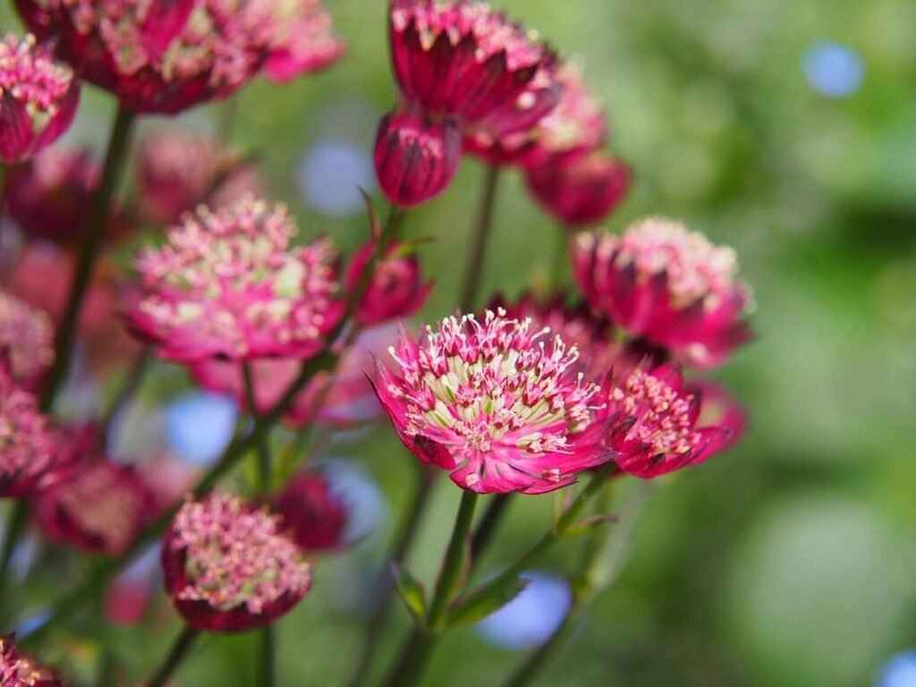 Astrantijina-prica-cvet-bogat-znacenjem-i-tradicijom