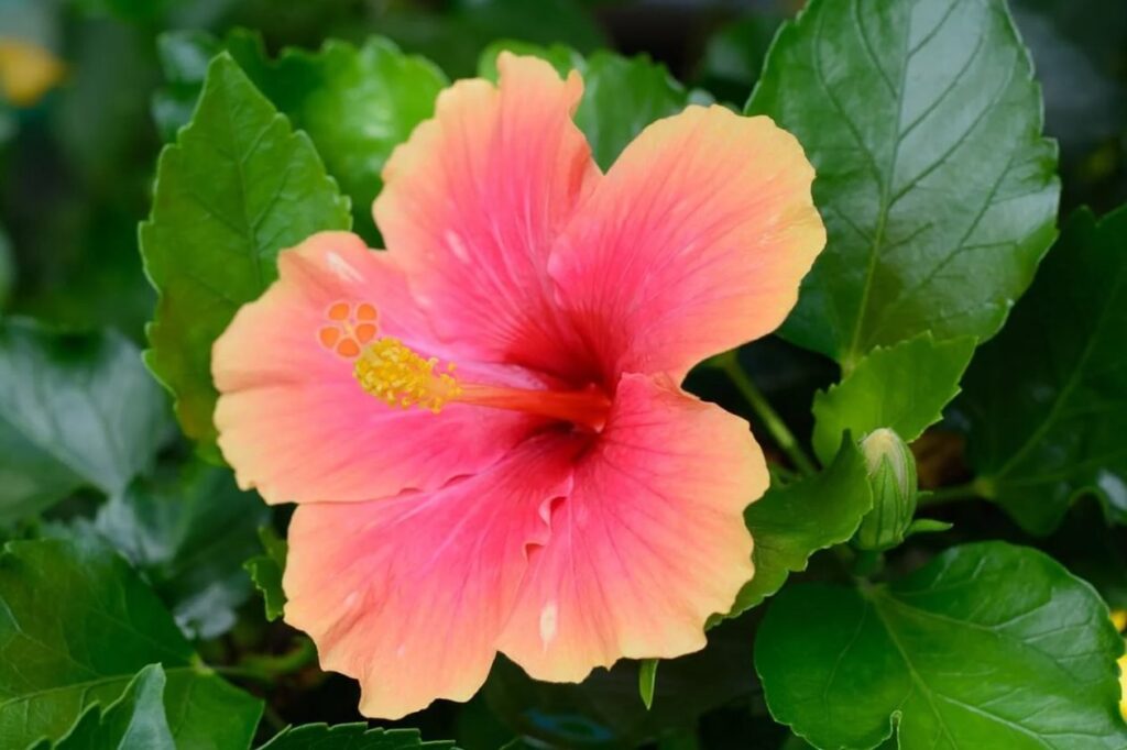 Boje-cvetova-hibiskusa-sveobuhvatan-vodic-za-svaku-nijansu