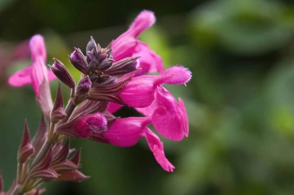 Briga-o-biljkama-Salvia-greggii-saveti-za-uspeh