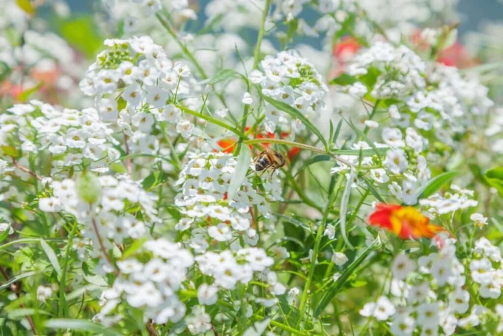 Bujna-Lobularia-Maritima-Vas-vodic-za-snezni-cvetni-tepih