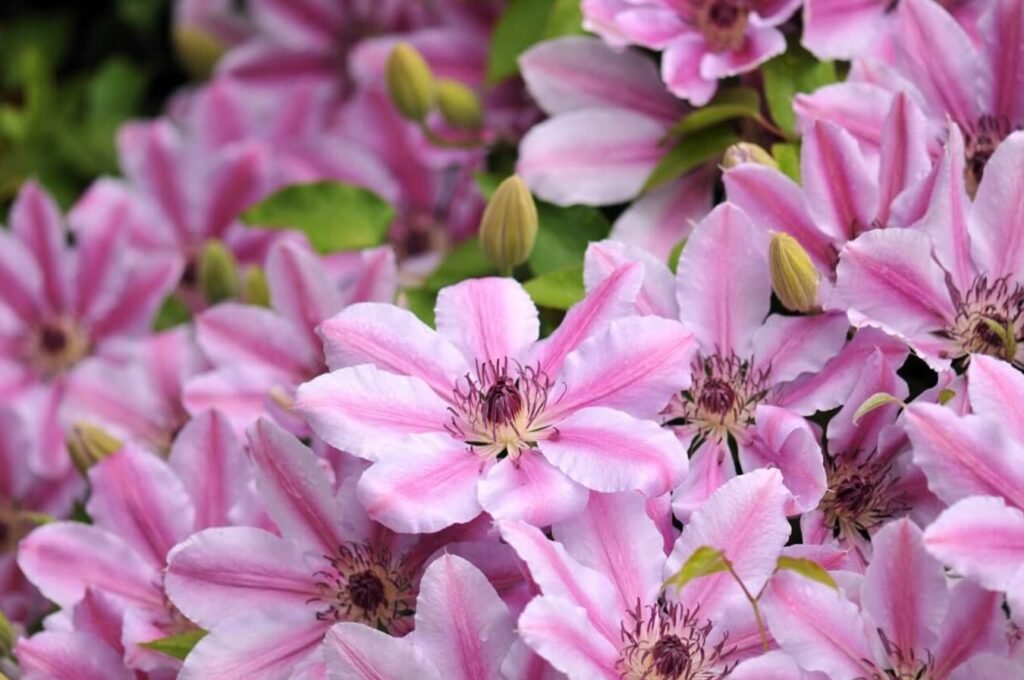 Clematis-Nelli-Moser-Vodic-za-kucno-bastovanstvo-i-negu