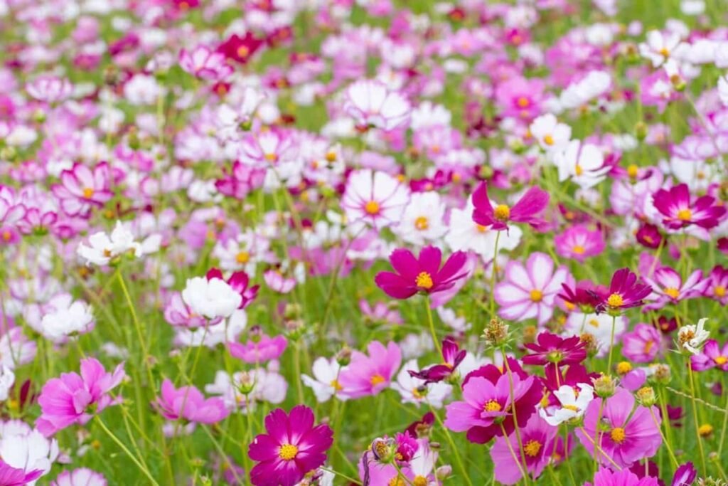 Cosmos-Nega-cveca-Odabir-pravog-zemljista-za-uspesne-biljke