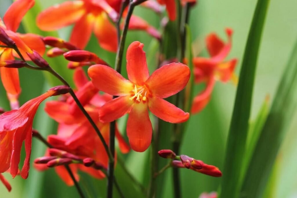 Crocosmia-Otkrijte-njihovo-znacenje-na-jeziku-cveca