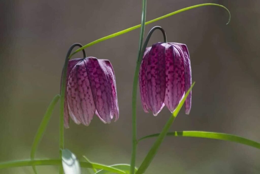 Cvece-Fritillarije-Uronite-u-njenu-duboku-simboliku