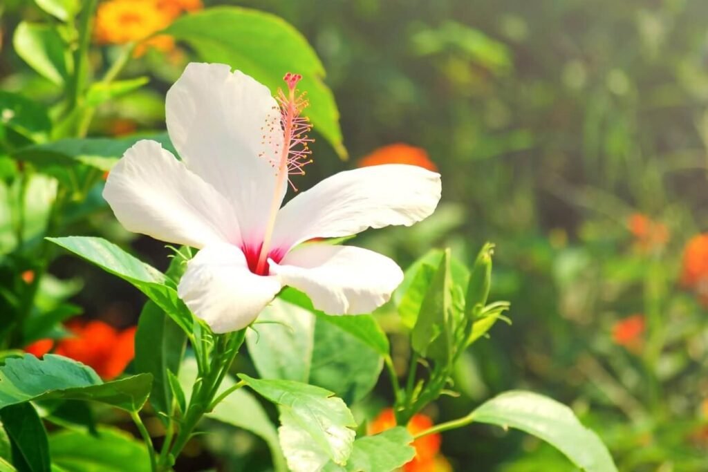 Cvece-havajskog-hibiskusa-popularne-vrste-saveti-za-uzgoj-i-negu