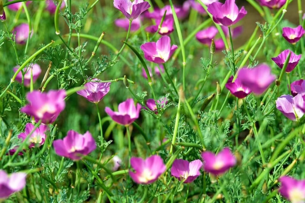 Cvece-vinske-case-Callirhoe-involucrata-Znacenje-vrste-upotrebe-i-saveti-za-uzgoj