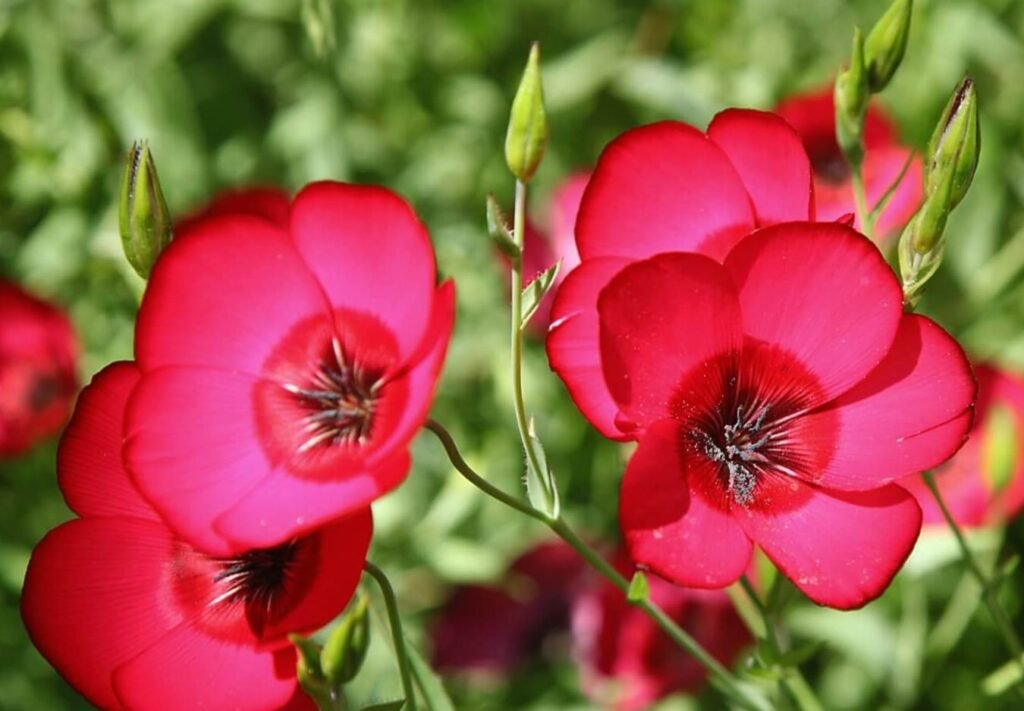 Cvetni-crveni-lan-Kako-uzgajati-Linum-Grandiflorum