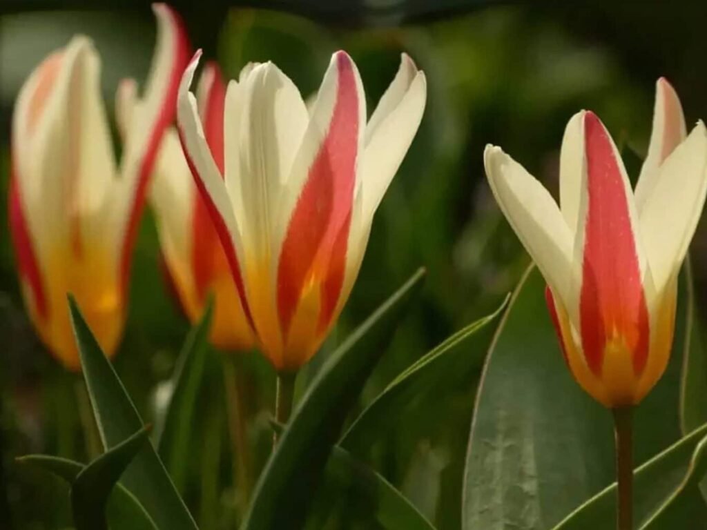 Domace-dame-lale-vodic-za-pocetnike-za-tulipa-kluzijana
