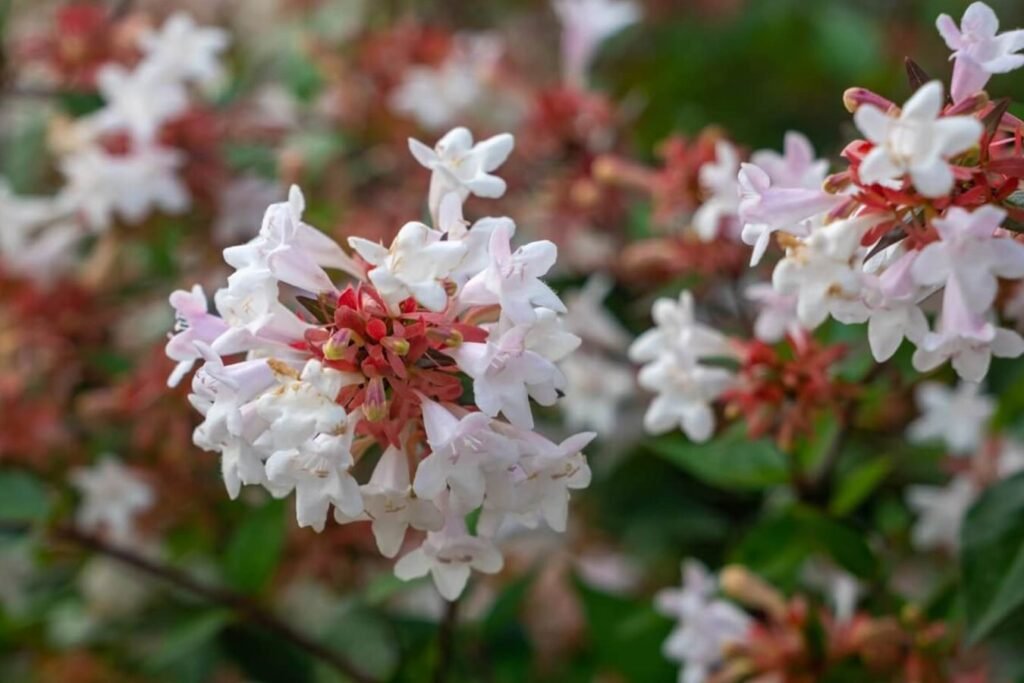 Gajenje-Abelia-Grandiflora-Vas-kompletan-vodic-za-negu