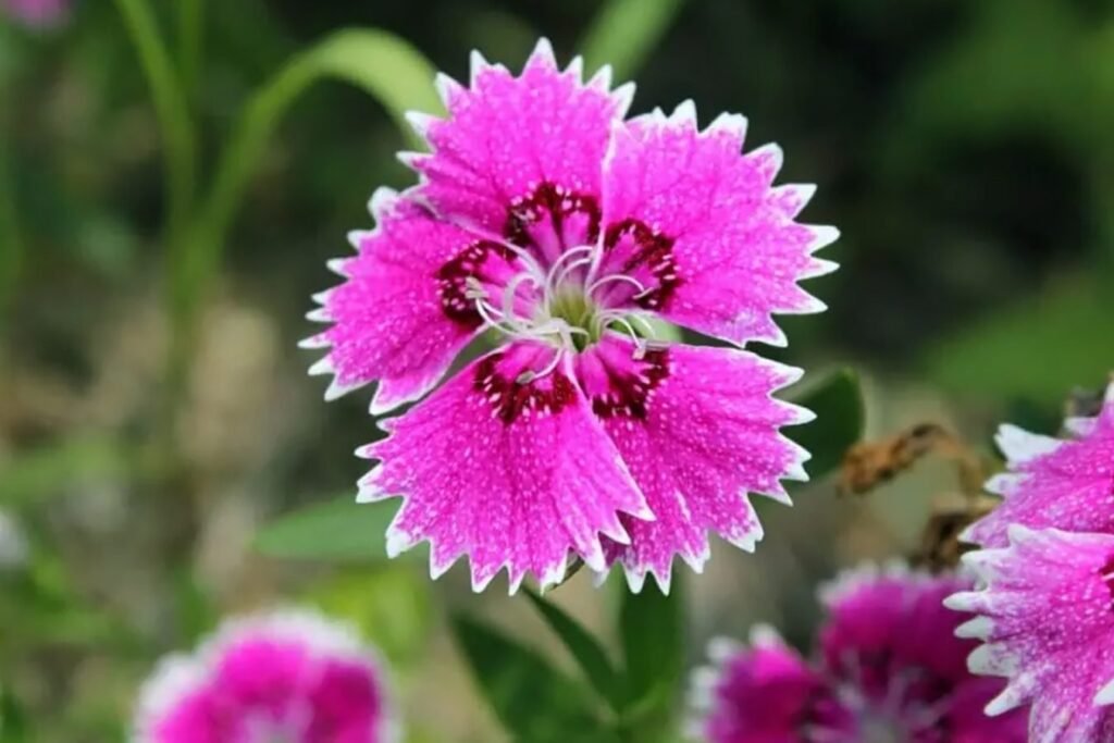 Garden-Pinks-Jednostavni-saveti-za-uzgoj-Dianthus-Chinensis