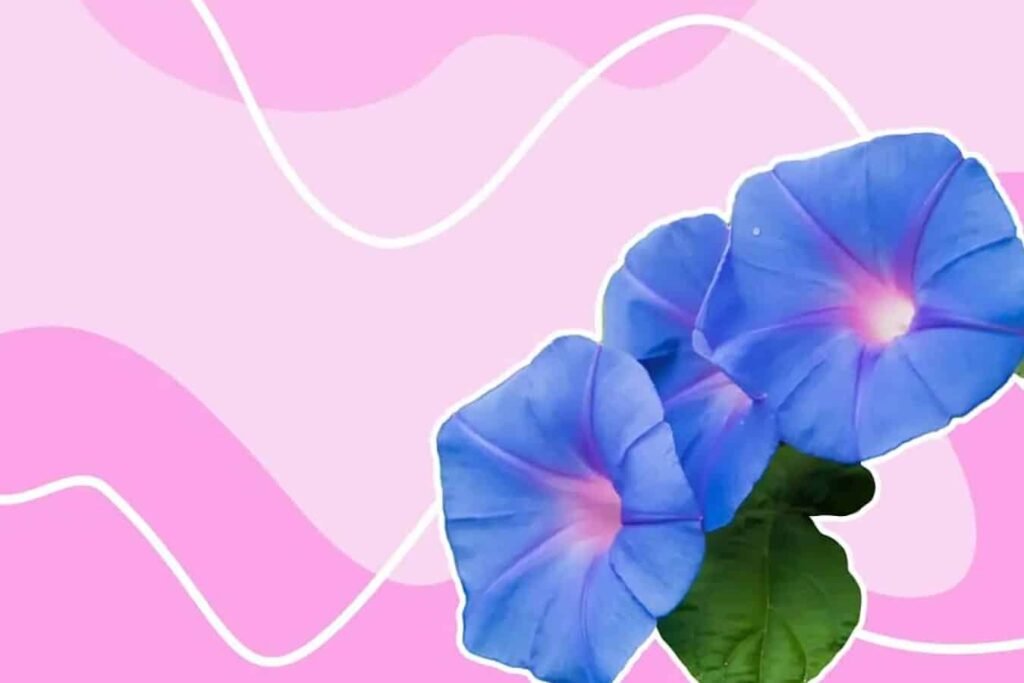 Garden-Shovstopper-Jednostavan-vodic-za-Blue-Davn-Morning-Glori