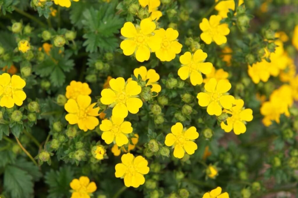 Gold-Drop-Potentilla-Vas-vodic-za-uzgoj-Potentilla-Fruticosa