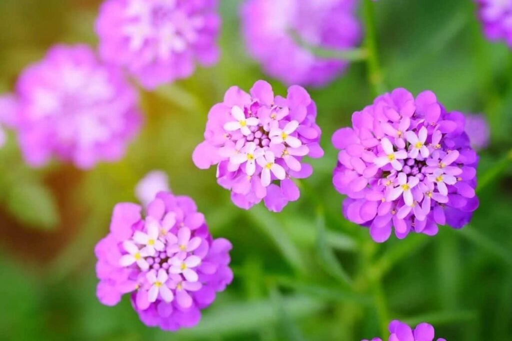 Iberis-Umbellata-Osnovni-saveti-za-prelepo-cvetanje-bastenskih-bombona