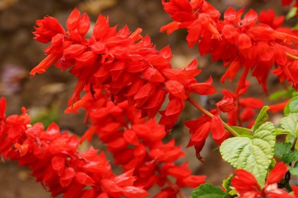 Kako-saditi-i-brinuti-se-o-Salvia-splendens-Vodic-za-cvetove-grimizne-zalfije