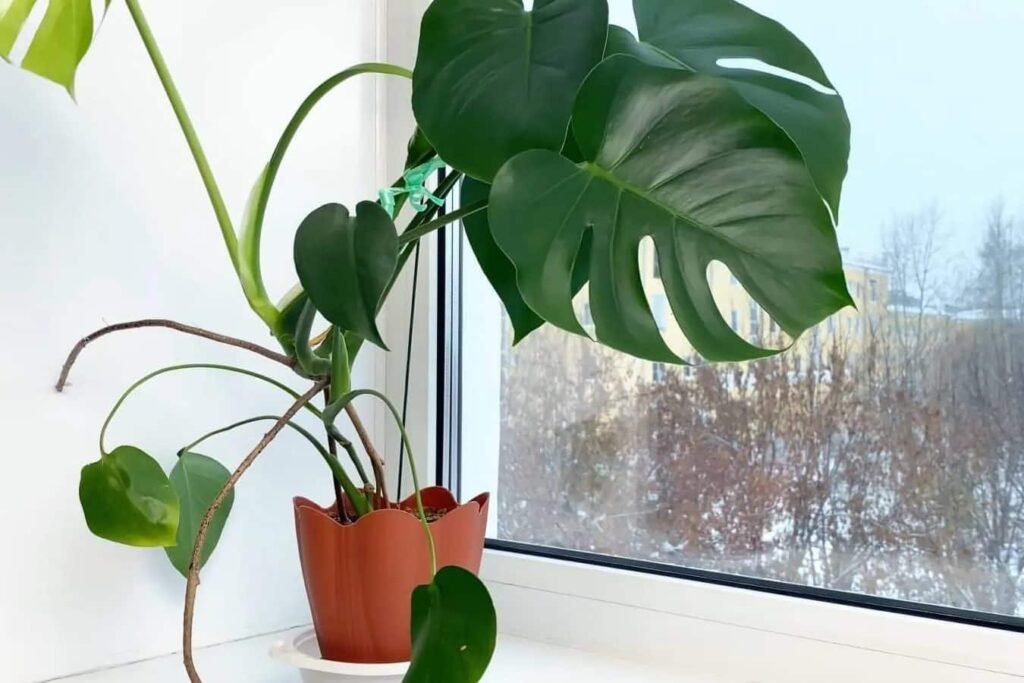 Kako-se-brinem-o-svojim-biljkama-monstera-zimi