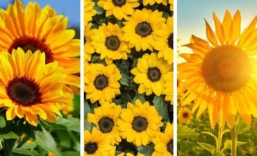 Kako-uzgajati-i-negovati-suncokrete-kod-kuce- Kako-uzgajati-i-negovati-suncokrete-kod-kuce-