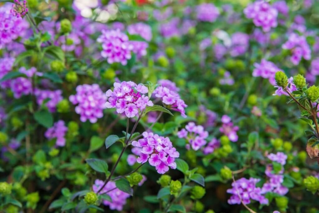 Kako-uzgajati-pratecu-lantanu-Lantana-montevidensis
