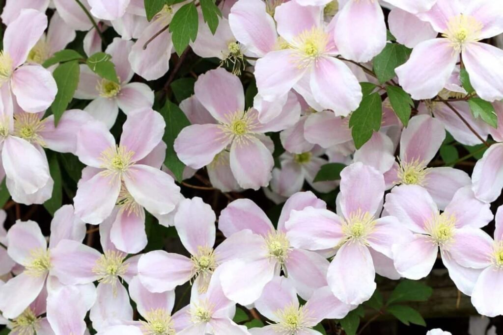 Nega-Clematis-Montana-Saveti-za-uspesnu-kucnu-lozu