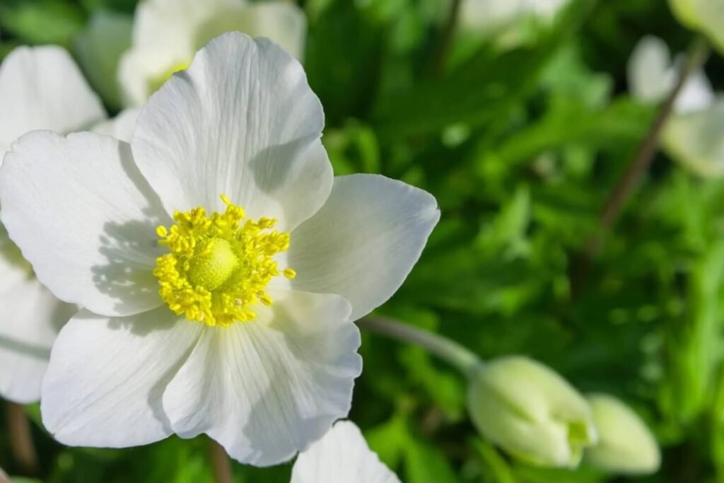 Nega-cveca-anemone-kada-i-kako-zalivati