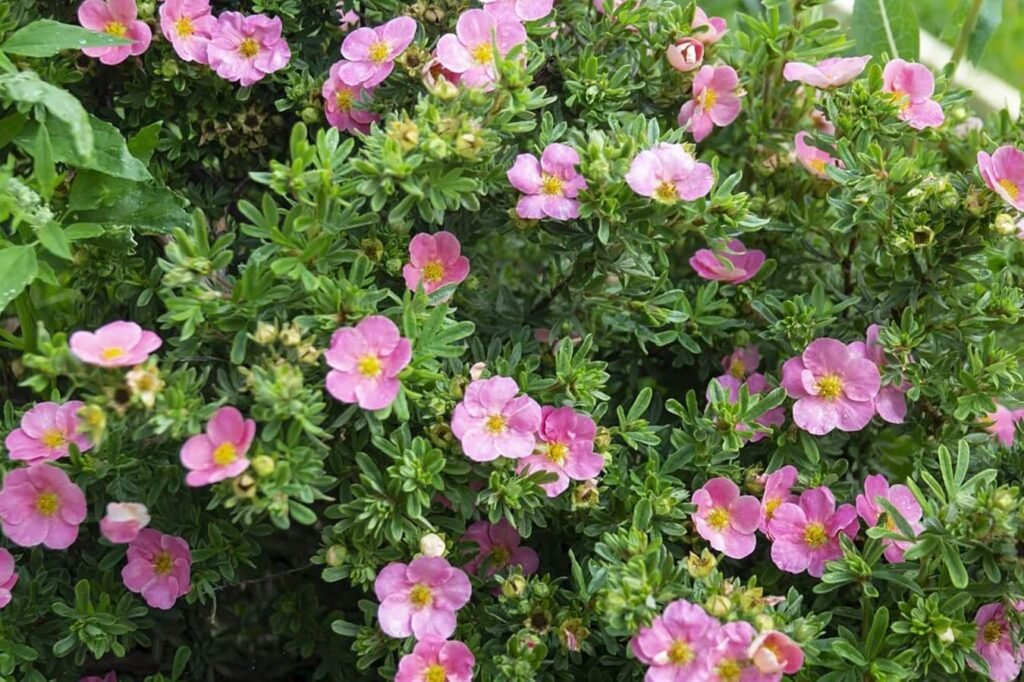 Nega-grmljastog-petokrilca-saveti-za-bujnu-ruzicastu-beauti-potentilla
