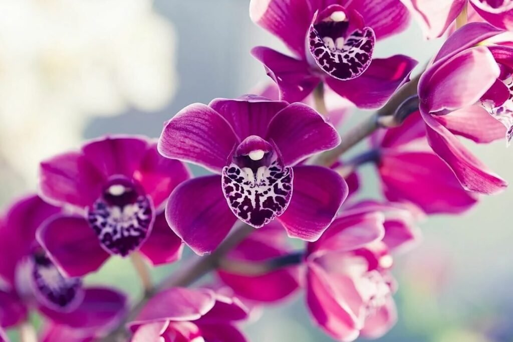 Nega-kod-kuce-za-orhideje-Phalaenopsis-Vodic-za-pocetnike-korak-po-korak