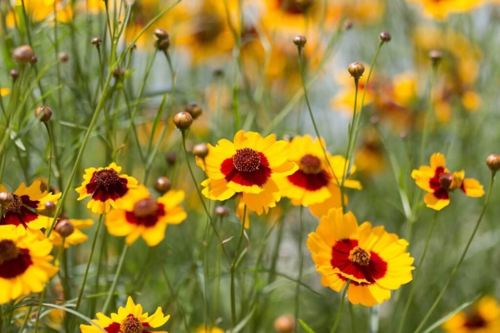 Otkrijte-Coreopsis-Cvece-koje-simbolizuje-srecu