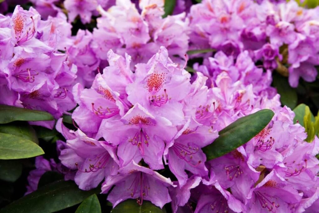 Otkrivanje-rododendrona-putovanje-kroz-simbolizam-i-znacaj
