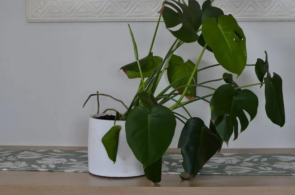 Postavljanje-i-podrzavanje-biljaka-Monstera-Vas-kompletan-vodic