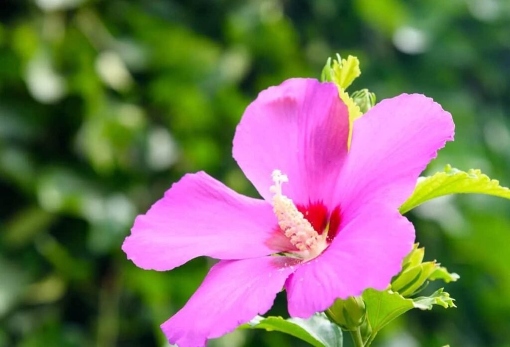 Ruzicasti-hibiskus-Kako-da-Osnovni-saveti-za-uzgoj-Siriacusa