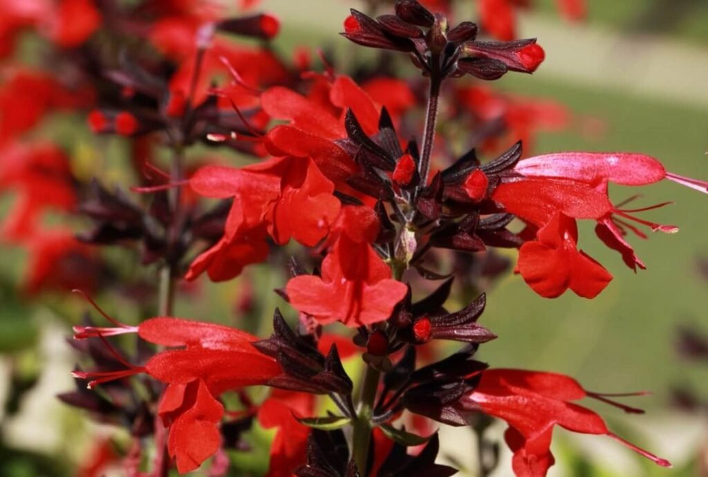 Salvia-coccinea-Bastovanstvo-Uzgajanje-cveca-teksaske-zalfije