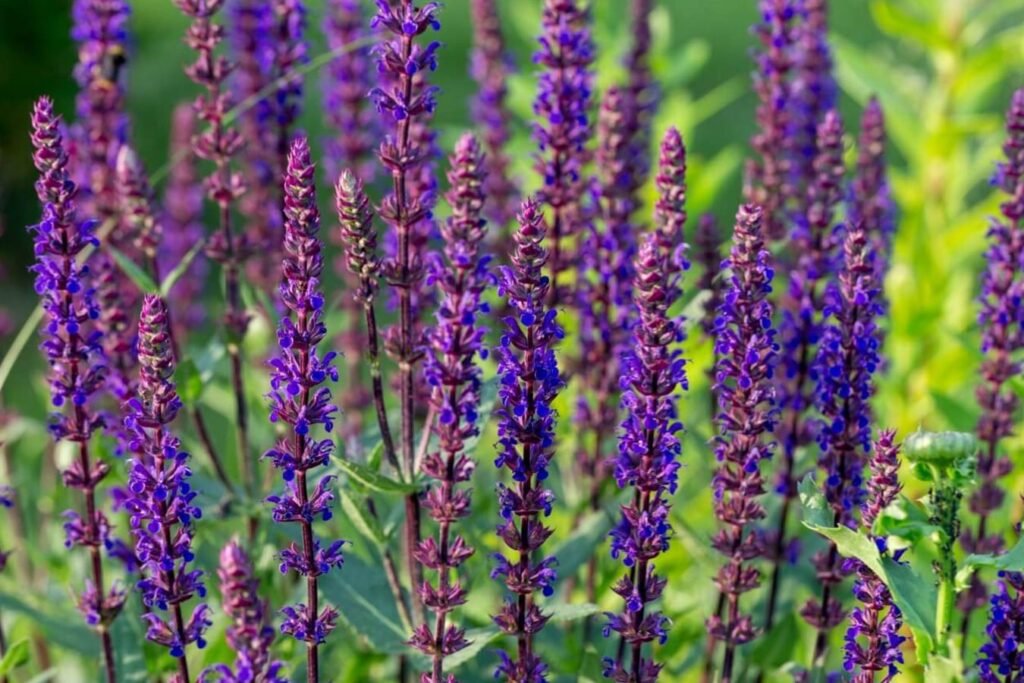 Salvia-nemorosa-Bastovanstvo-uzgajanje-cveca-sumske-zalfije