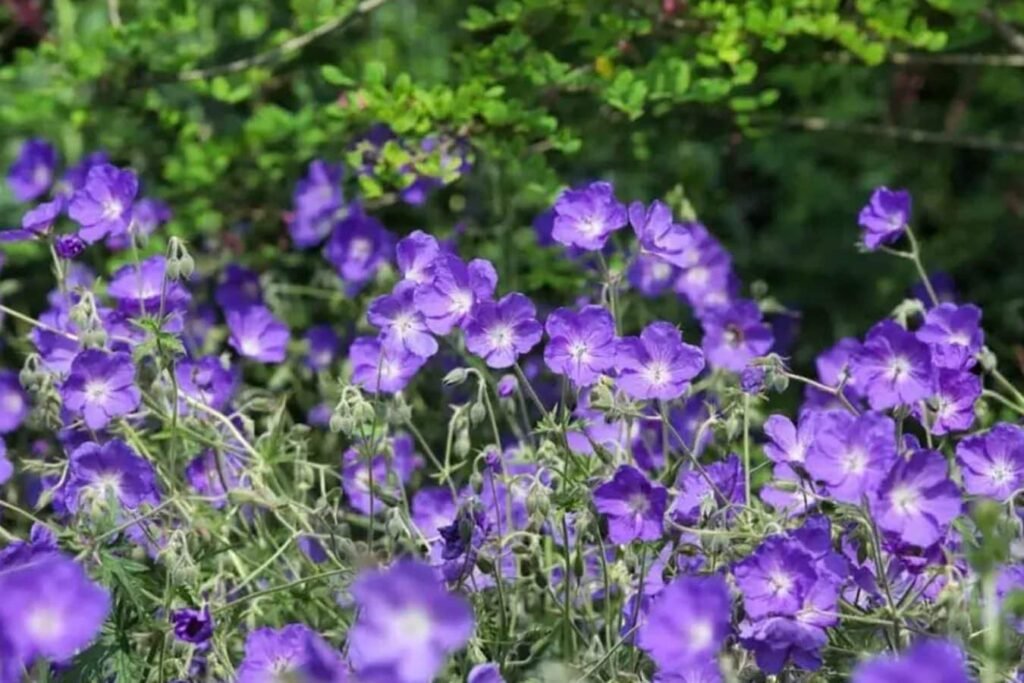 Savladavanje-Geranium-Orion-a-Kljucni-saveti-za-zivahni-rast