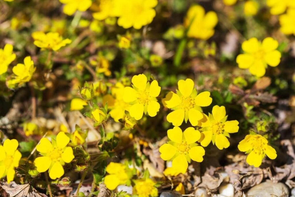 Savladavanje-Potentilla-Reptans-Saveti-za-uspesan-pokrivac-zemlje