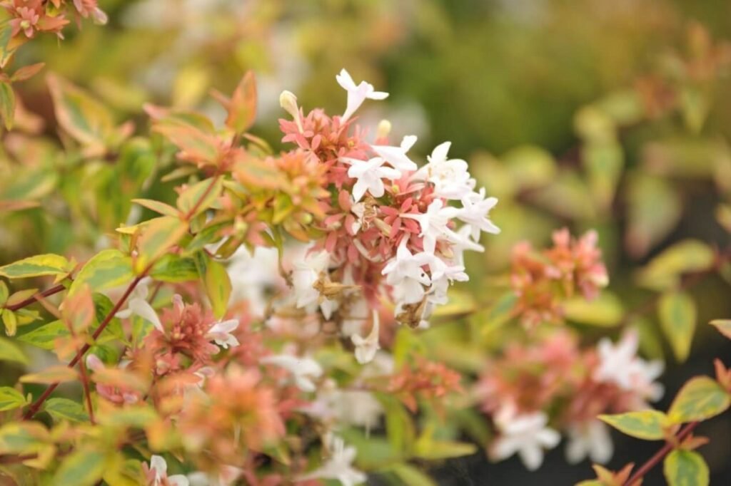 Savladavanje-kaleidoskopa-Abelia-saveti-za-kucne-uzgajivace