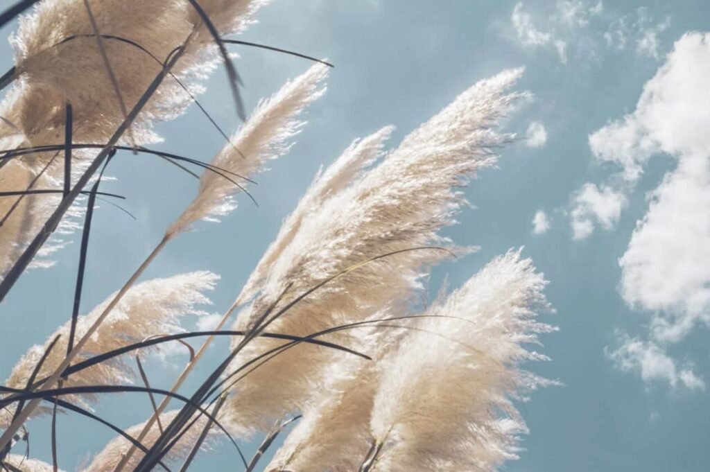 Savrsenstvo-Pampasa-Vodic-za-uzgoj-Cortaderia-Selloana