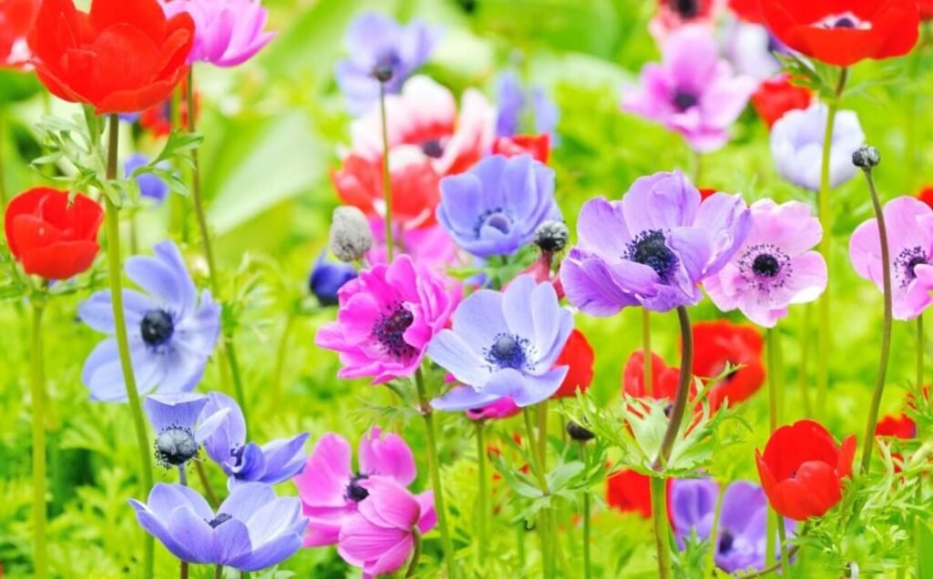 Simbolizam-cveta-anemone-istrazivanje-boje-i-znacenja