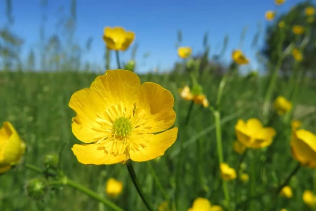 Svetli-cvetovi-sa-dubokim-znacenjima-Prica-o-simbolici-cveta-Buttercup