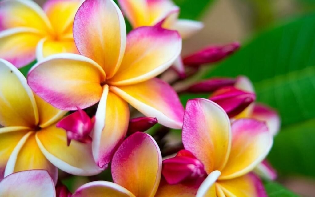 Uzgajajte-Plumeriju-kao-profesionalac-Osnovni-saveti-za-savrseni-Frangipani