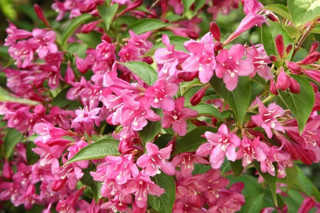 Veigela-Bushes-Vas-kompletan-vodic-za-uzgoj-i-negu