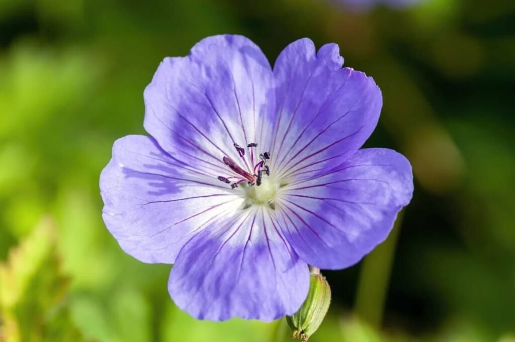Vodic-za-Geranium-Rozanne-Kako-uzgajati-zivahno-cvetanje