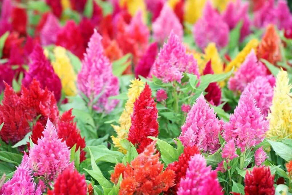 Zasto-se-Celosia-istice-njeno-mesto-u-cvetnoj-simbolici