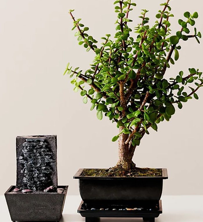 jade-bonsai